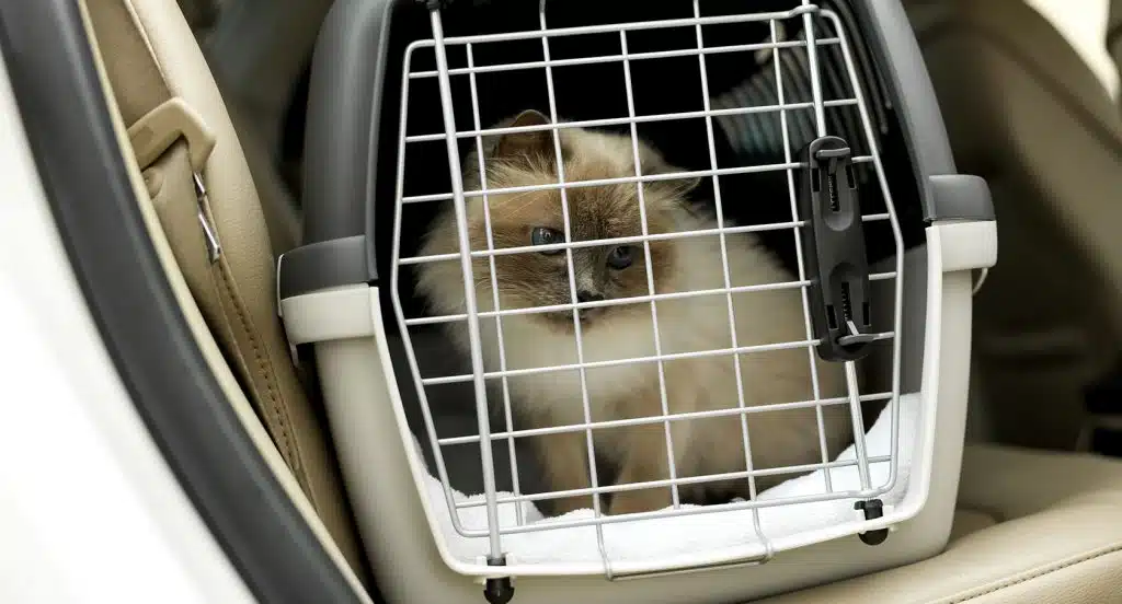 Katze im Auto transportieren: So gelingt's