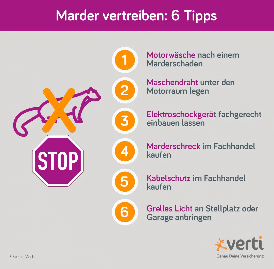 Marder vertreiben: 6 Tipps