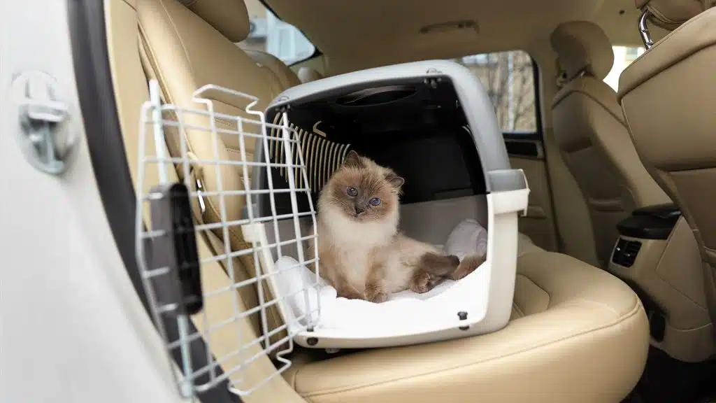 Katze in Auto-Transportbox