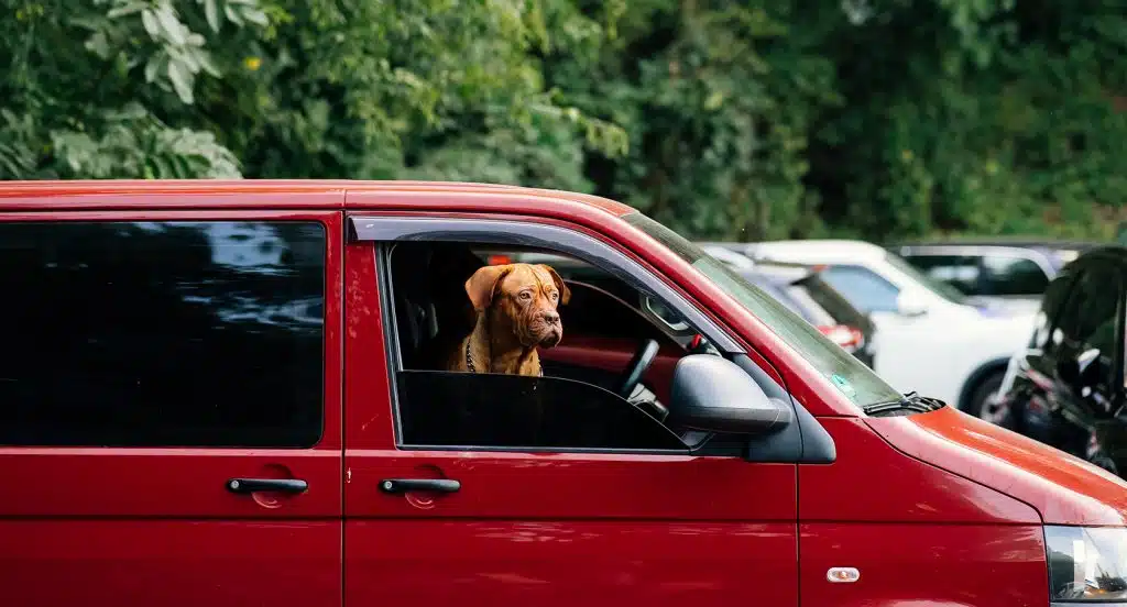 Ein Hund sitzt auf dem Beifahrersitz eines parkenden Autos und schaut durch das Fenster