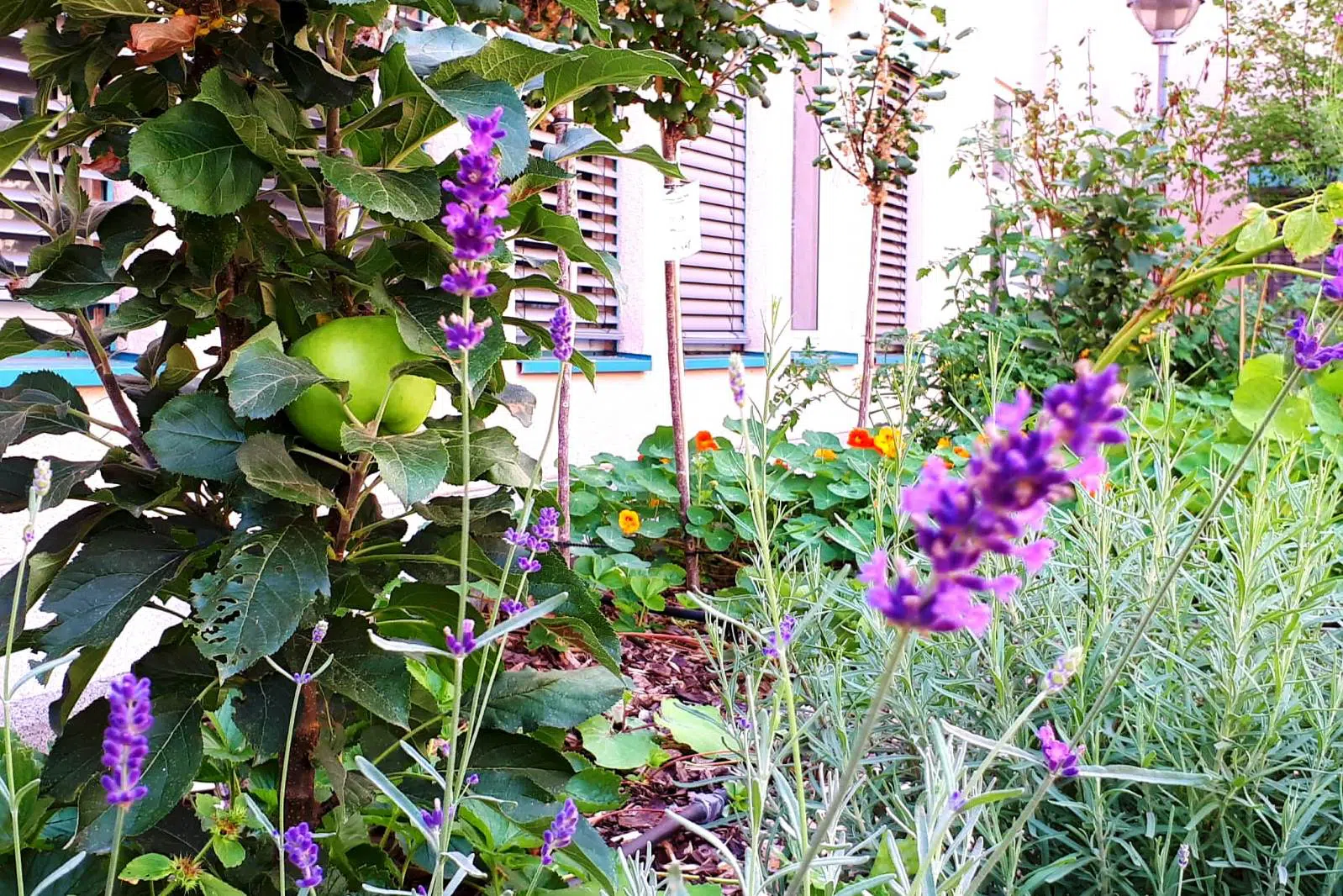 Urban Gardening