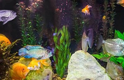 aquarium min