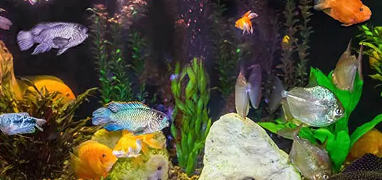 aquarium min