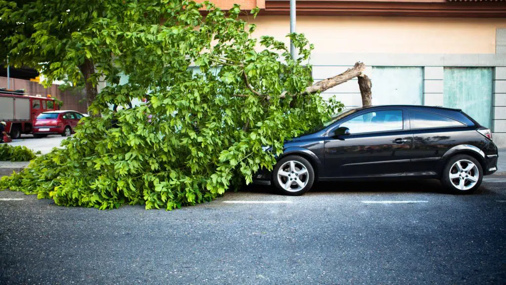 Umgestürzter Baum auf parkendem Auto