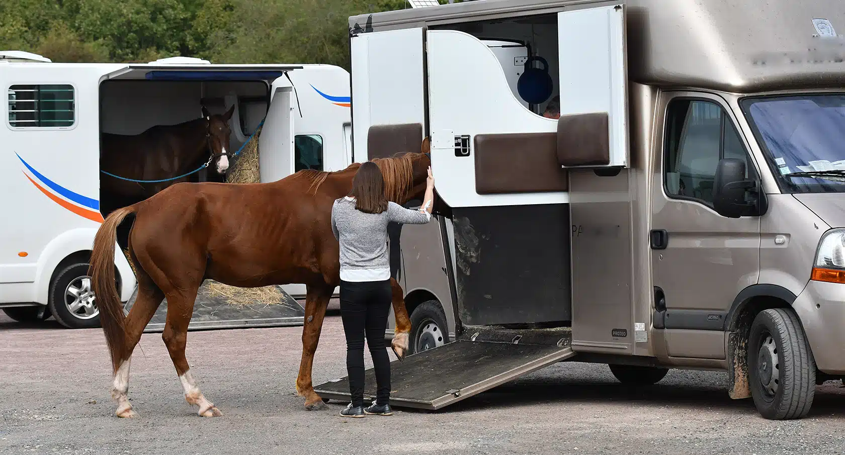 Eine junge Frau führt ein Pferd in einen Transporter