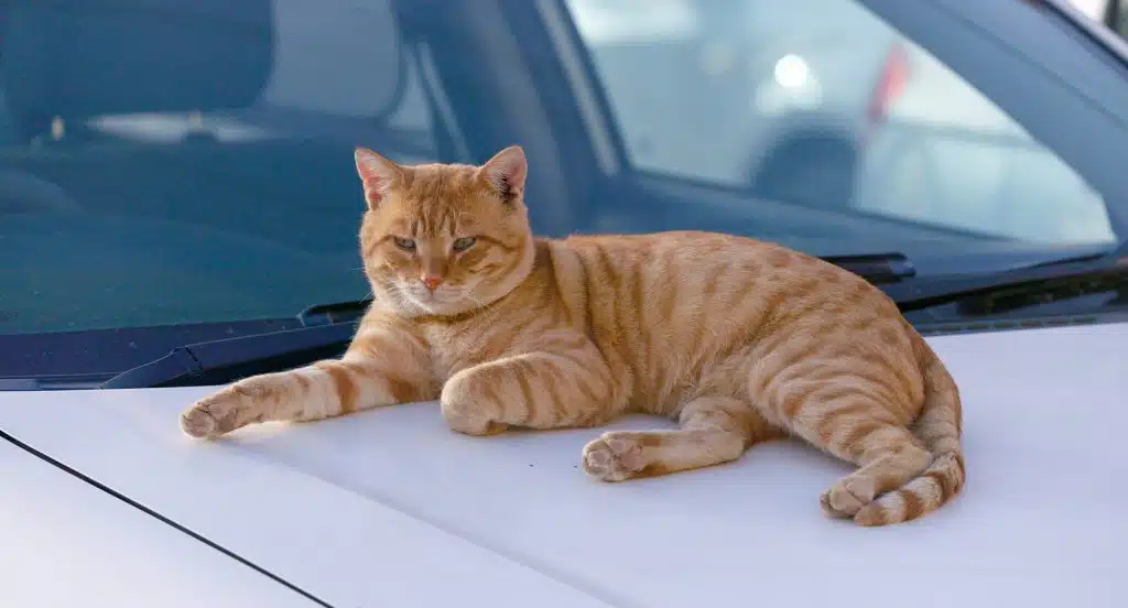 Katze liegt auf der Motorhaube eines Autos
