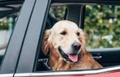 Hund guckt aus offenem Autofenster
