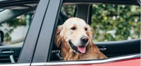 Hund guckt aus offenem Autofenster