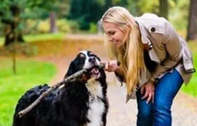 Regeln und Pflichten für Hundebesitzer
